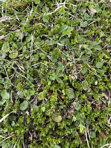 Thyme-leaved Willow (Salix serpillifolia)