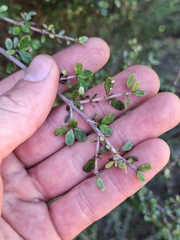 Coprosma parviflora