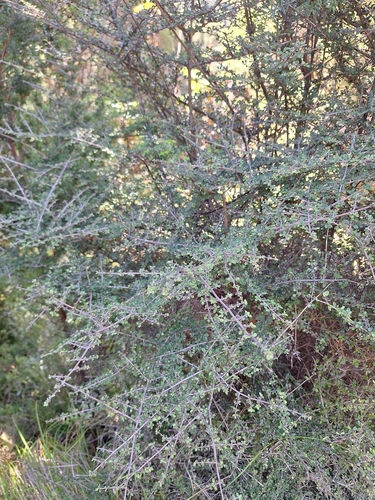 Coprosma parviflora, photograph 2
