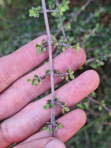 Coprosma parviflora, photograph 3