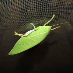 Zabalius ophthalmicus