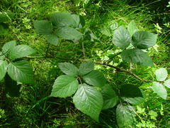 Rubus pallidus