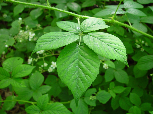 Pallid Bramble (Rubus pallidus)