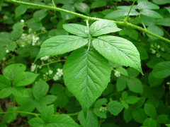 Rubus pallidus