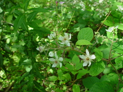 Rubus pallidus