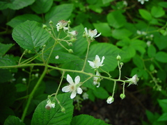Rubus pallidus