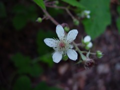 Rubus pallidus