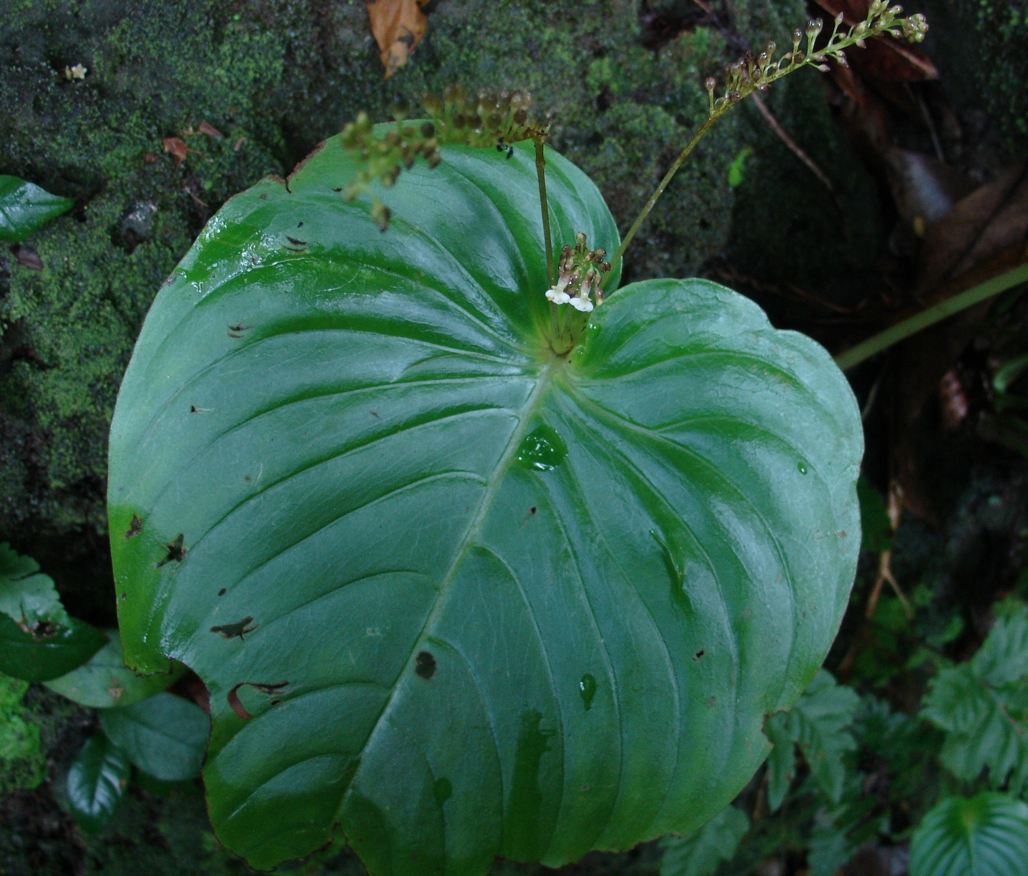 Monophyllaea