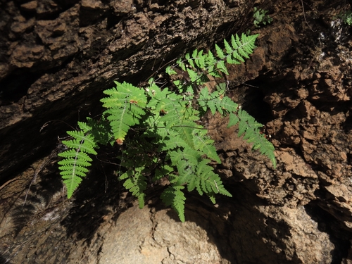 Lemmon's Cloak Fern (Notholaena lemmonii)