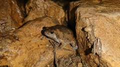 Kaloula baleata