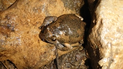 Kaloula baleata