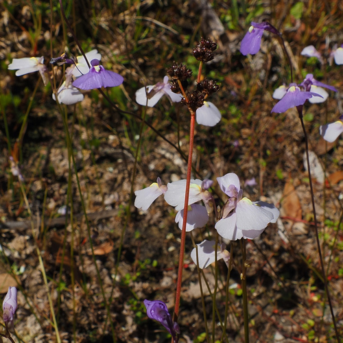 Bill's Fairy Apron (Utricularia barkeri)