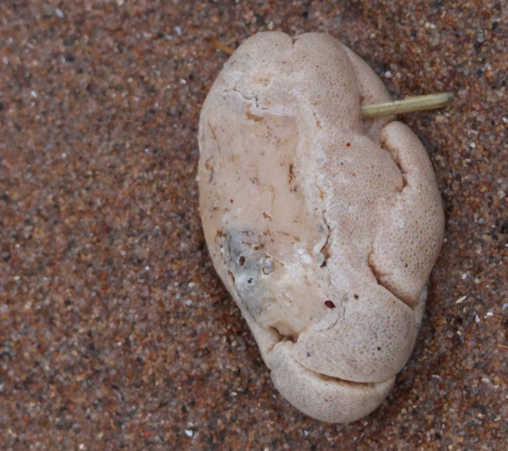 Alcyonium digitatum Linnaeus, 1758