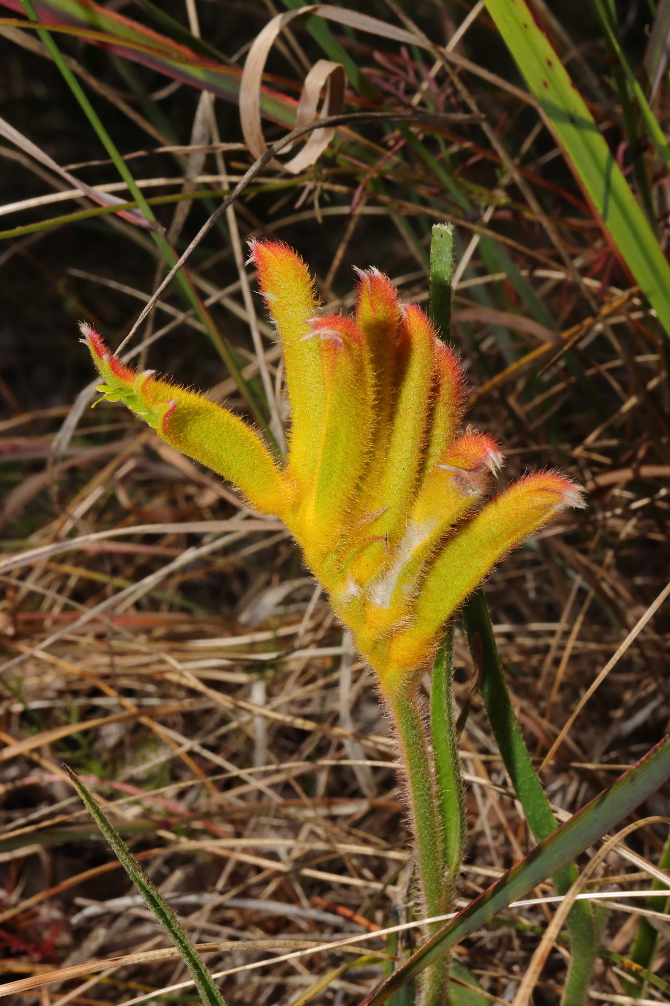 Catspaw (Anigozanthos humilis)