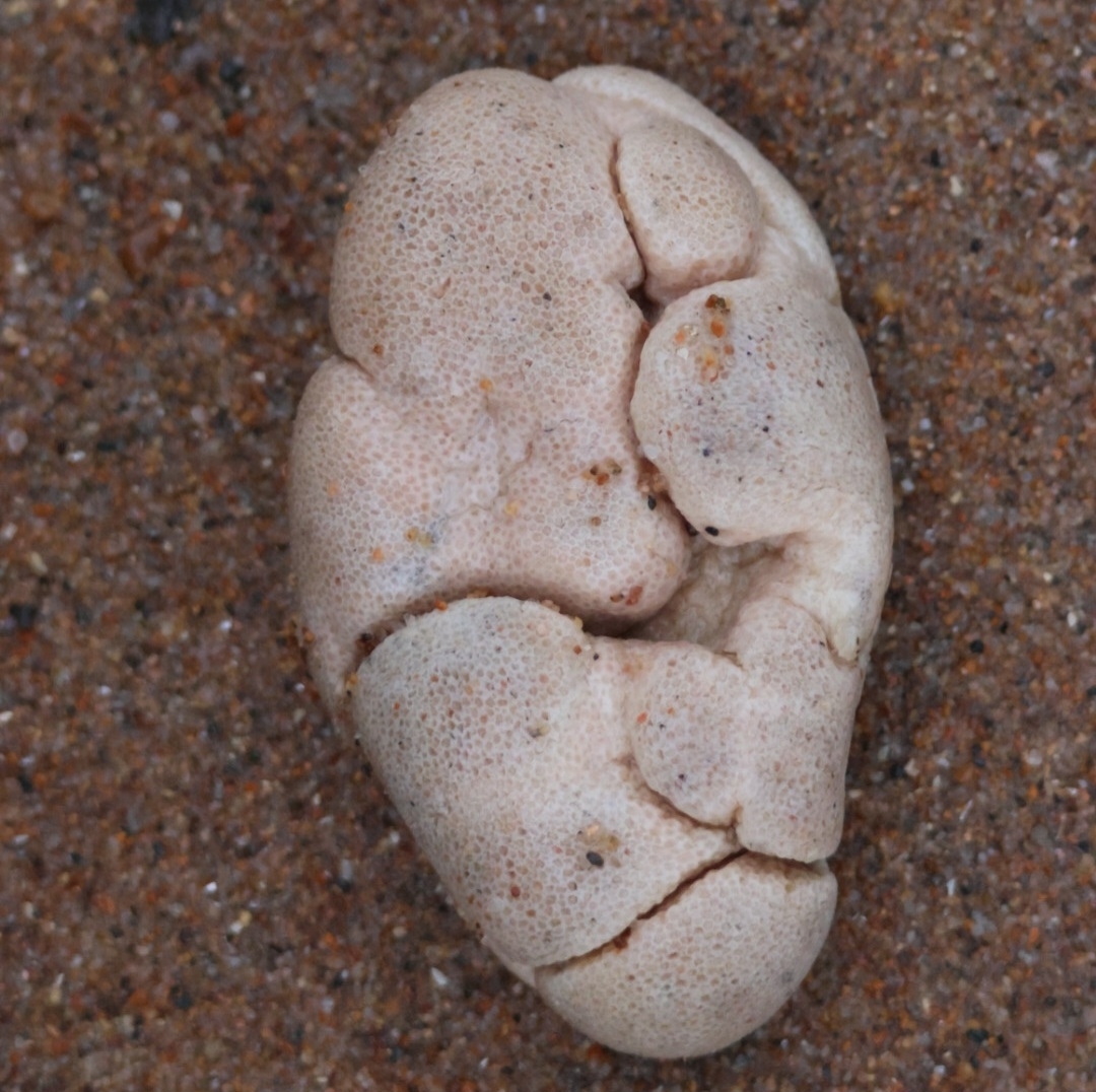 Alcyonium digitatum Linnaeus, 1758