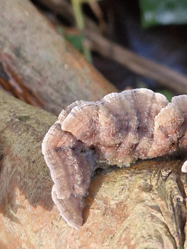 Chondrostereum purpureum · January 2026 · photo: © cf125 (iNaturalist, cc-by)