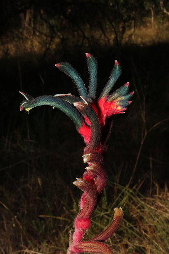 Red and Green Kangaroo Paw (Anigozanthos manglesii)