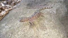 Cyrtodactylus marmoratus