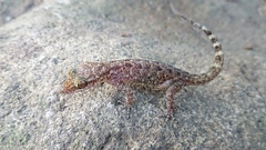 Cyrtodactylus marmoratus