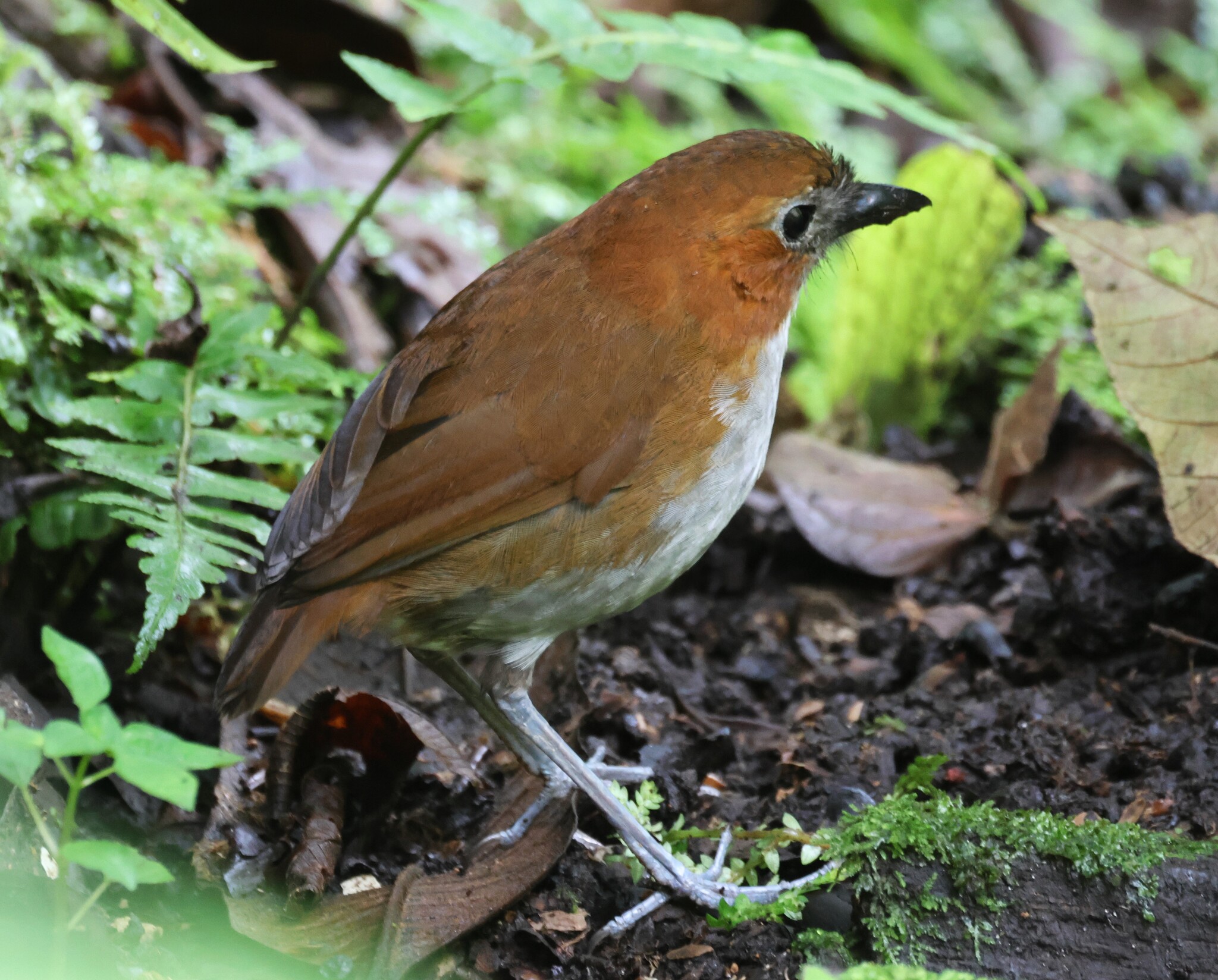 White-bellied Antpitta (Grallaria hypoleuca), photo 2