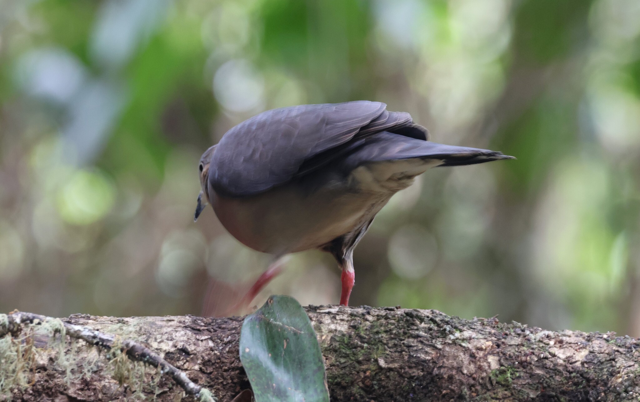 Tolima Dove (Leptotila conoveri), photo 8