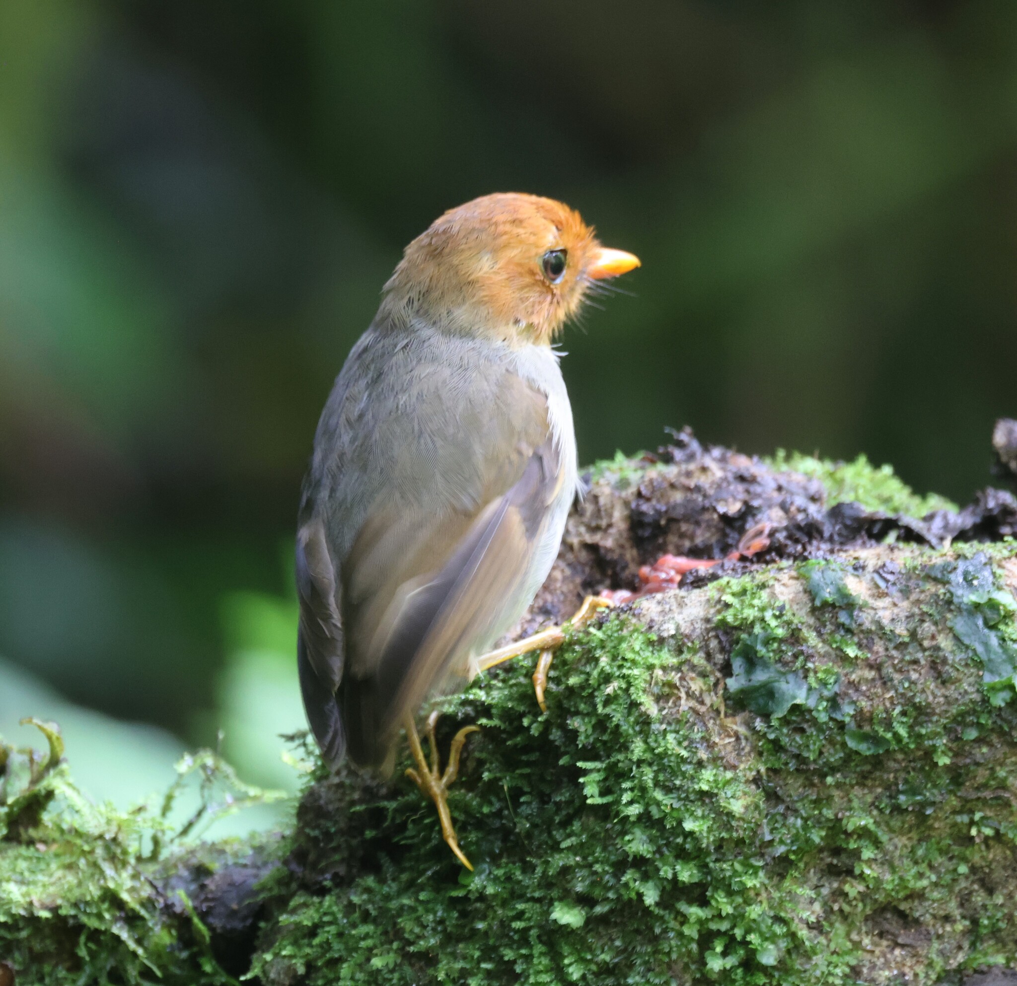 Hooded Antpitta (Grallaricula cucullata), photo 1