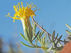 Pteronia cinerea