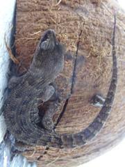 Nactus multicarinatus