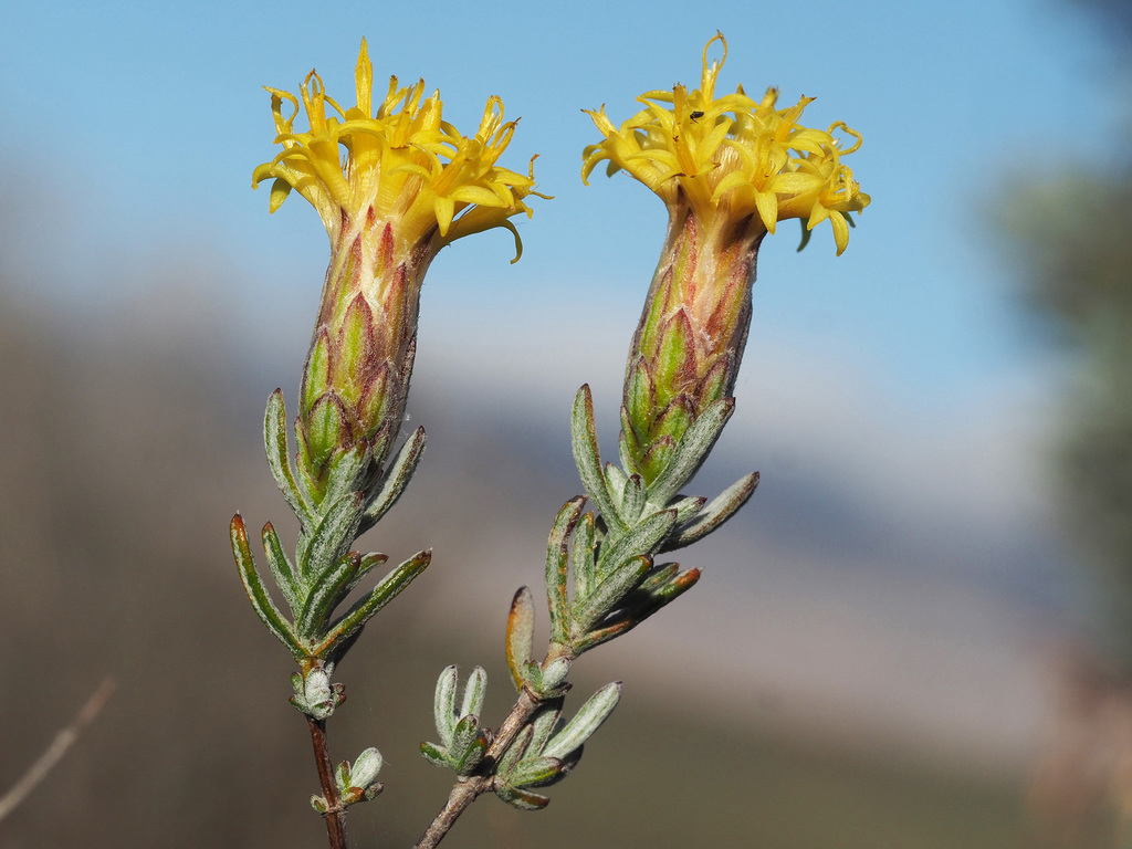 Pteronia cinerea