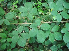 Rubus porphyrocaulis