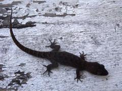 Nactus multicarinatus