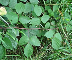 Rubus porphyrocaulis