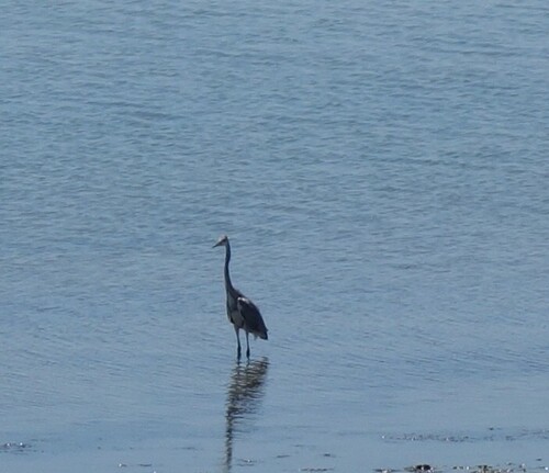 iNaturalist: (c) sagoncalves, some rights reserved (CC BY-NC) iNaturalist image