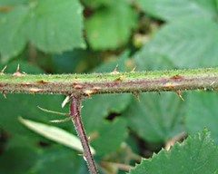 Rubus porphyrocaulis