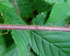 Rubus porphyrocaulis
