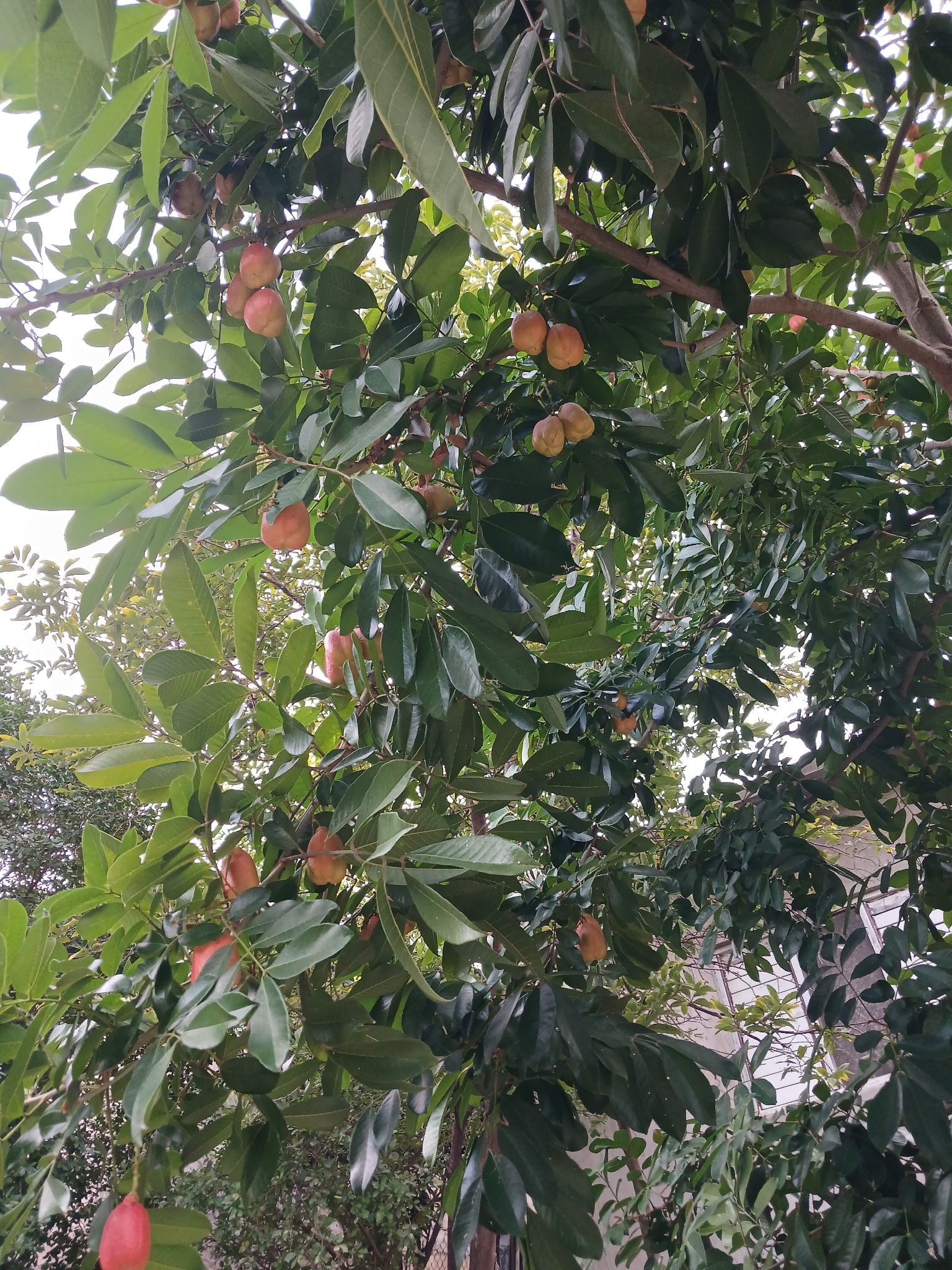 Imagem de ackee