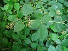 Rubus porphyrocaulis