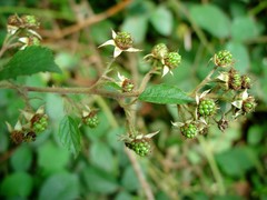 Rubus porphyrocaulis