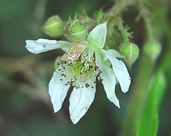 Rubus porphyrocaulis