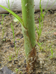 Bolboschoenus laticarpus