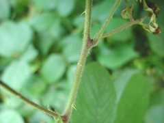 Rubus porphyrocaulis