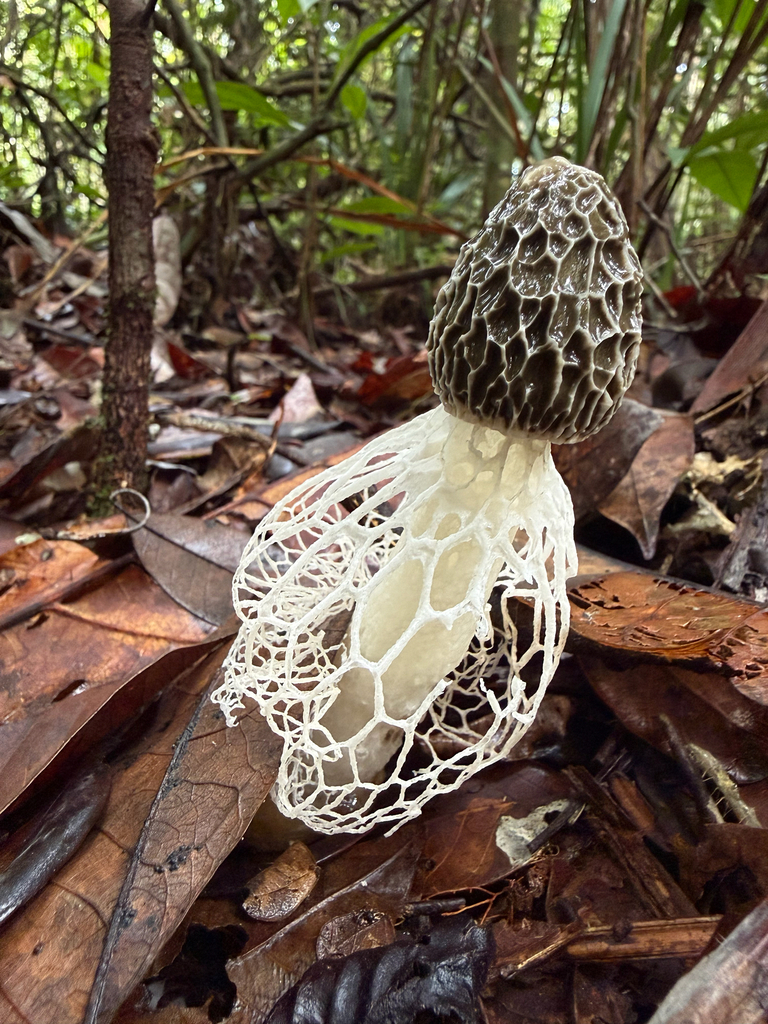 Phallus indusiatus · January 2026 · photo: © rob_felix (iNaturalist, cc-by)