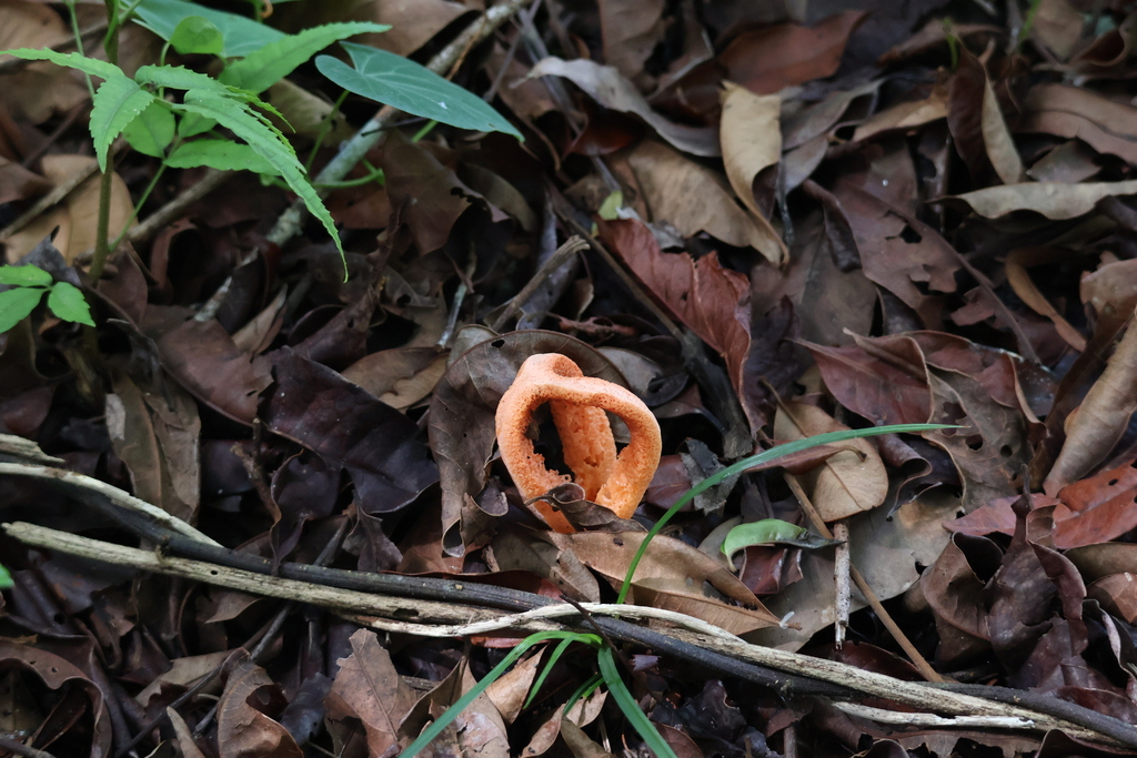 Clathrus columnatus · January 2026 · photo: © sheylarossi (iNaturalist, cc-by-sa)
