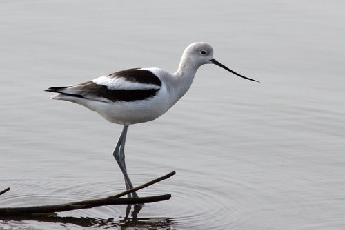American Avocet, photo 8 of 10