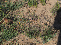 Lebeckia pauciflora