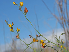 Lebeckia pauciflora