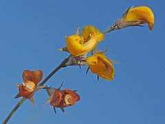Lebeckia pauciflora
