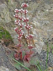 Crassula montana
