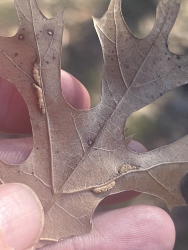 Unknown species found near Lake Shore Dr, Fort Worth, TX, US
