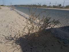 Caroxylon imbricatum
